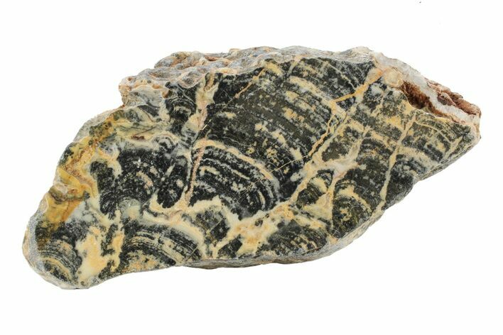 Proterozoic Columnar Stromatolite (Asperia) Section - Australia #239967
